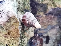 Choanopomops largillierti