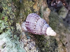 Choanopomops largillierti