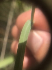 Tricholaena monachne