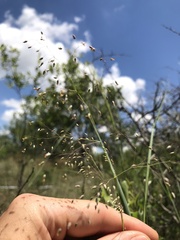 Tricholaena monachne