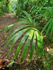Sabal mauritiiformis