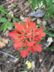 Castilleja foliolosa