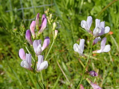 Vicia altissima