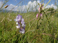 Vicia altissima