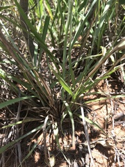 Tricholaena monachne