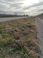 Microtus duodecimcostatus