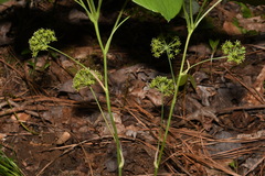 Smilax hugeri