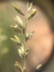 Schmidtia pappophoroides