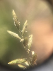 Schmidtia pappophoroides