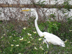 Ardea alba