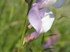 Vicia altissima