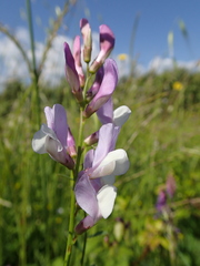 Vicia altissima