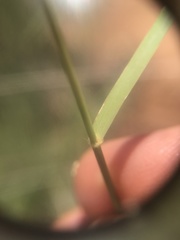 Schmidtia pappophoroides