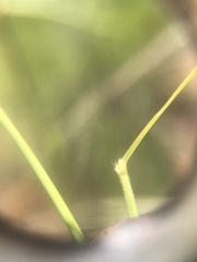 Schmidtia pappophoroides
