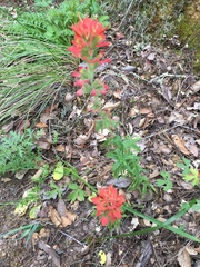 Castilleja foliolosa