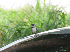 Sporophila albogularis