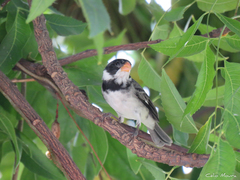 Sporophila albogularis