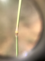Schmidtia pappophoroides