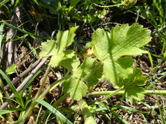 Ranunculus velutinus