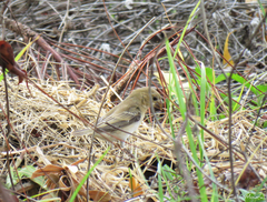 Sporophila albogularis