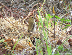 Sporophila albogularis
