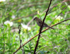 Sporophila albogularis