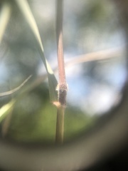 Schmidtia pappophoroides