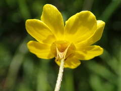 Ranunculus velutinus