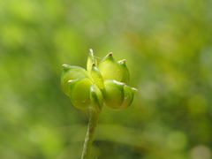 Ranunculus velutinus