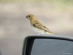 Sporophila albogularis