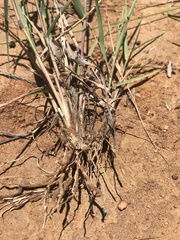 Schmidtia pappophoroides