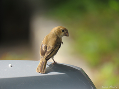 Sporophila albogularis