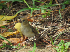 Sporophila albogularis