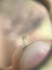 Schmidtia pappophoroides