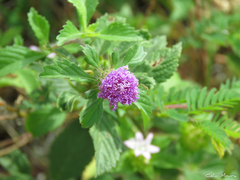 Centratherum punctatum