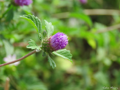 Centratherum punctatum