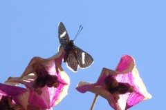 Melanis leucophlegma