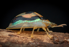 Tapinaspis wesmaeli