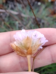 Armeria welwitschii