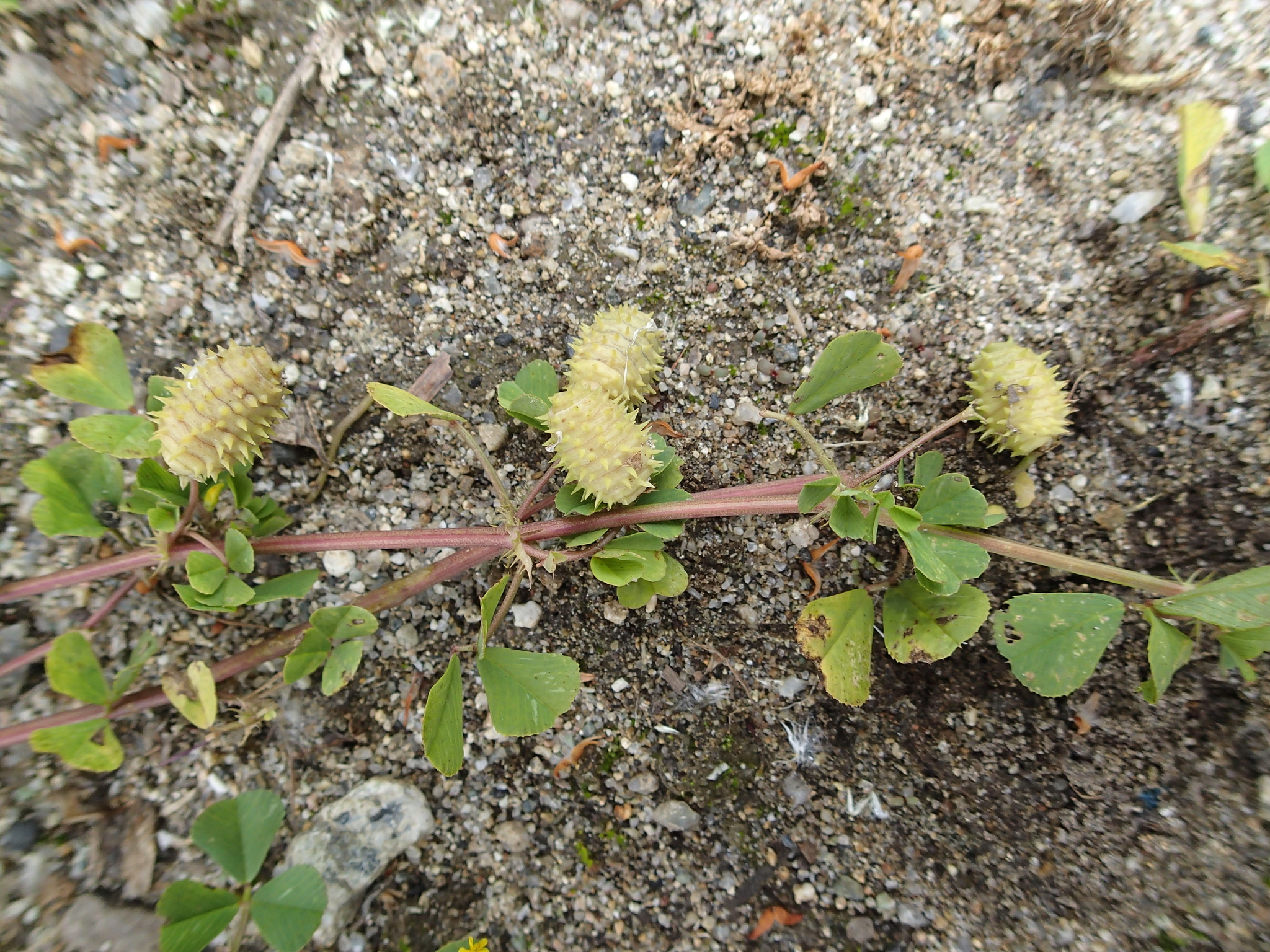 Medicago murex