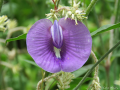 Centrosema brasilianum