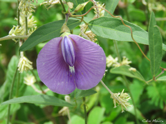 Centrosema brasilianum