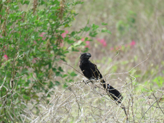 Crotophaga ani