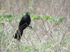 Crotophaga ani