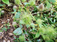 Acalypha alopecuroidea
