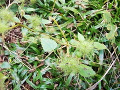Acalypha alopecuroidea