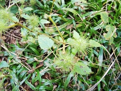 Acalypha alopecuroidea