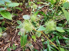 Acalypha alopecuroidea