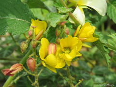 Chamaecrista hispidula