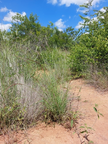 Mopane Grass (Enteropogon macrostachyus)